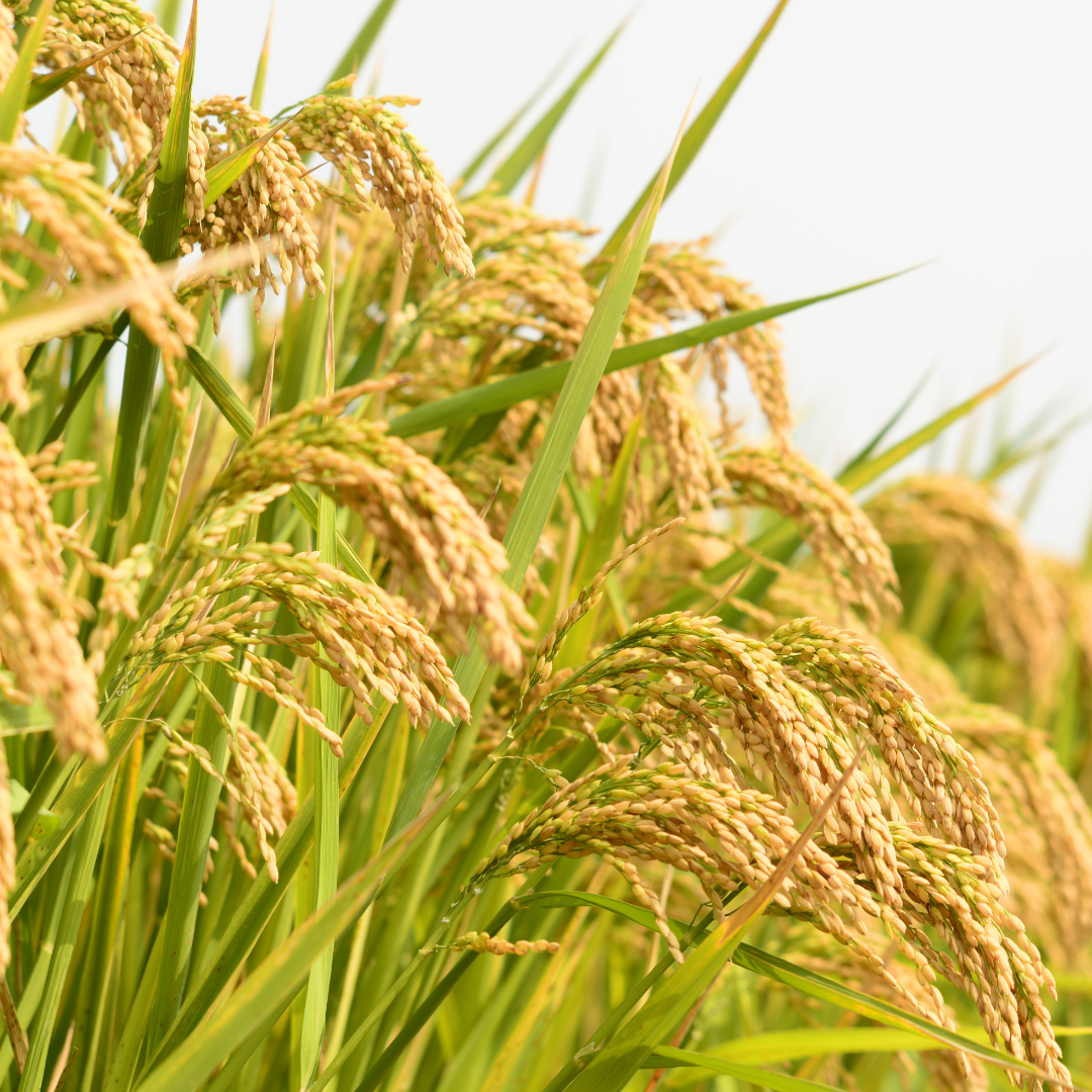 Le Riz